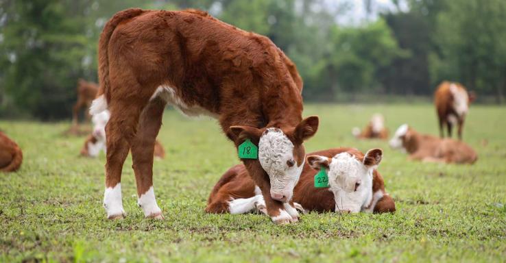 Brick Church Meats &amp; More - Gallery Image 3