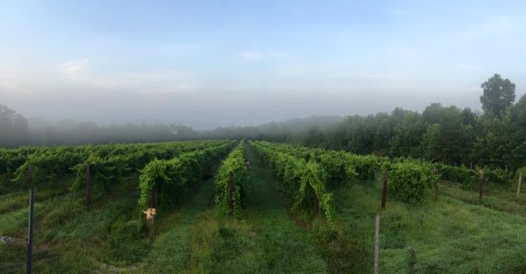 Grinder's Switch Winery - Gallery Image 3