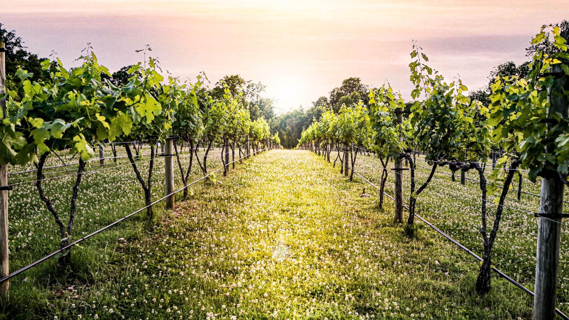 Natchez Hills Vineyard and Winery