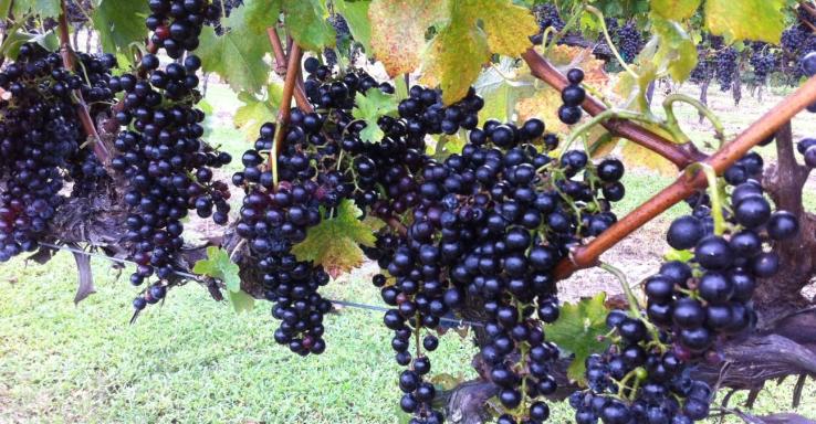 Amber Falls Winery &amp; Cellars - Gallery Image 1