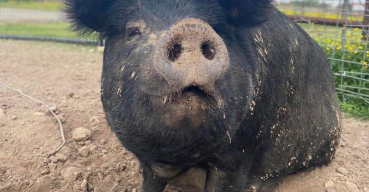 Pilaroc Farms - Gallery Image 2