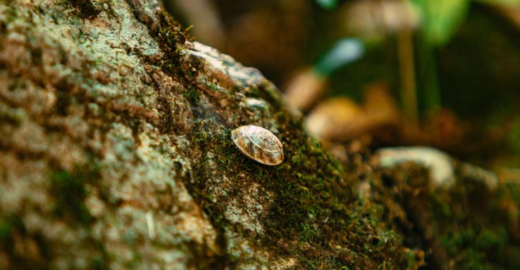 Head of the Crow State Park - Gallery Image 4