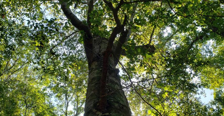 Camp Wonder Wander - Gallery Image 2