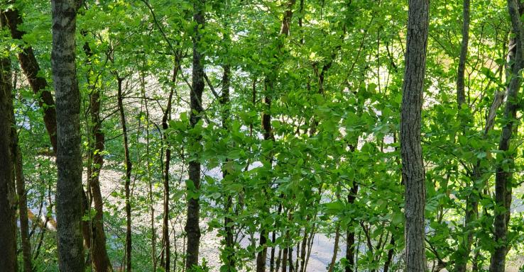 Camp Wonder Wander - Gallery Image 4