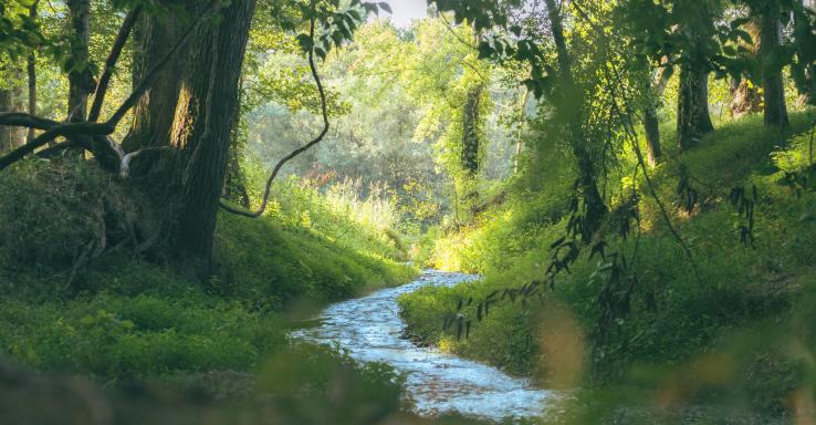 Buffalo River Resort - Gallery Image 2