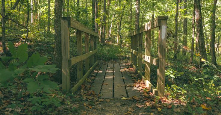 Lady's Bluff - Gallery Image 1