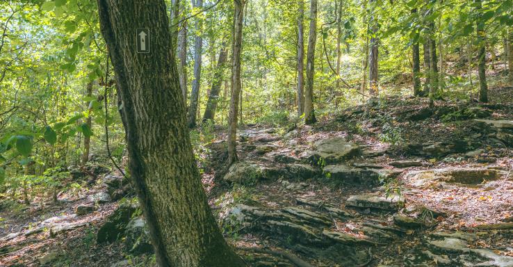 Lady's Bluff - Gallery Image 3