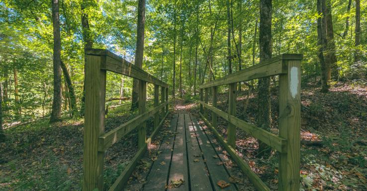 Lady's Bluff - Gallery Image 5