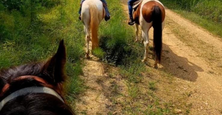 Little Creek Ranch - Gallery Image 5