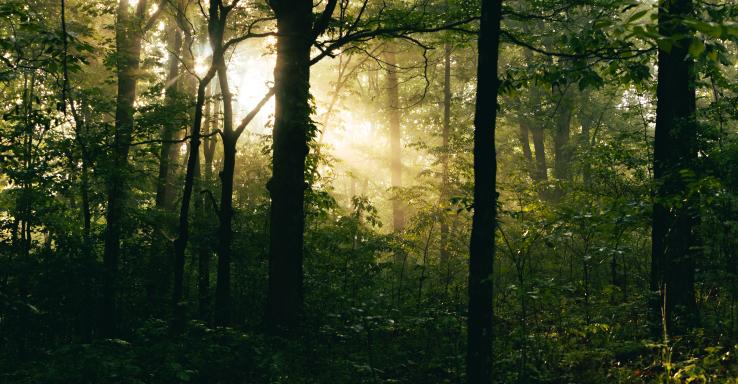 Laurel Hill Lake - Gallery Image 2