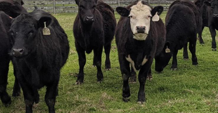 Farmington Local Market - Gallery Image 1